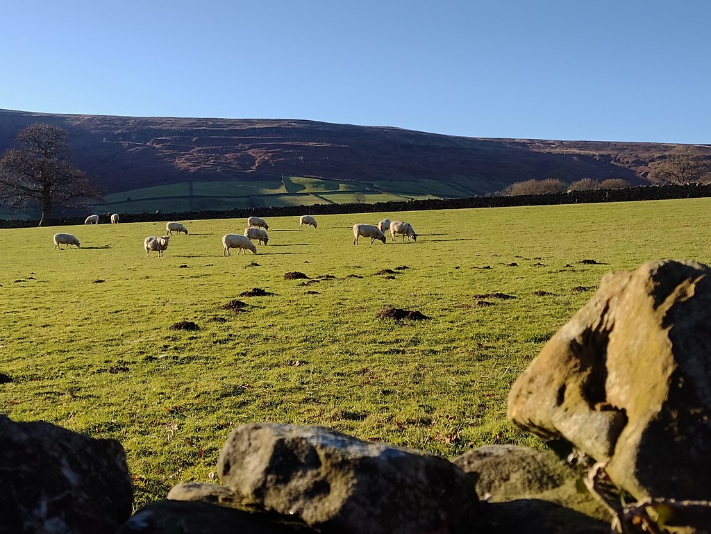 UK - Yorkshire - North York Moors National Park - Near Church Houses - Farndale Valley - Sheep grazing
