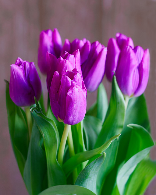 Indoor tulips [Explore # 39 ⭐]