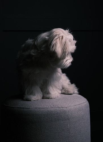 Yoshi Maltese Sitting Portrait