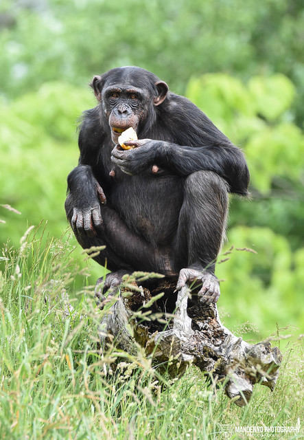 Chimpanzee - Zoom Gelsenkirchen