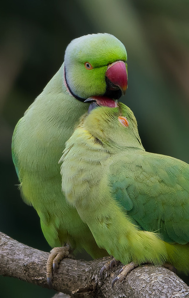 Affection! | Parakeets