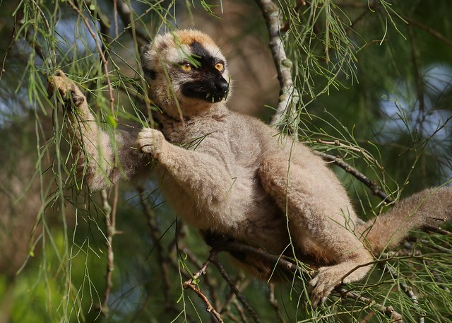 Rufous Brown Lemur (Eulemur rufus)