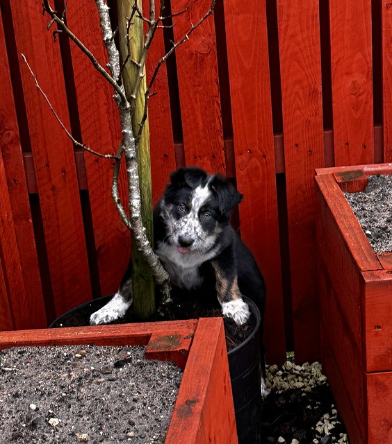 … and a puppy in a Pear tree
