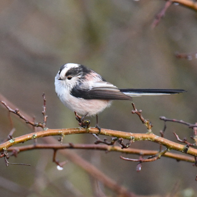 Long Tailed Tit at Ron's Hide