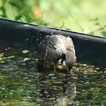 Sparrowhawk bath
