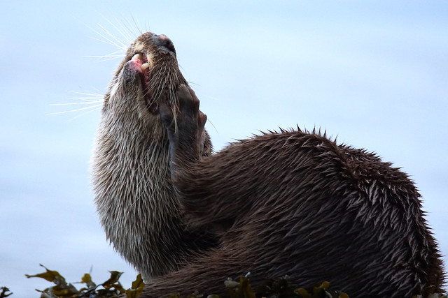 Argyll sealife - otter