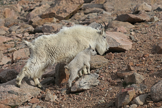 Mountain Goat Nanny And Kid