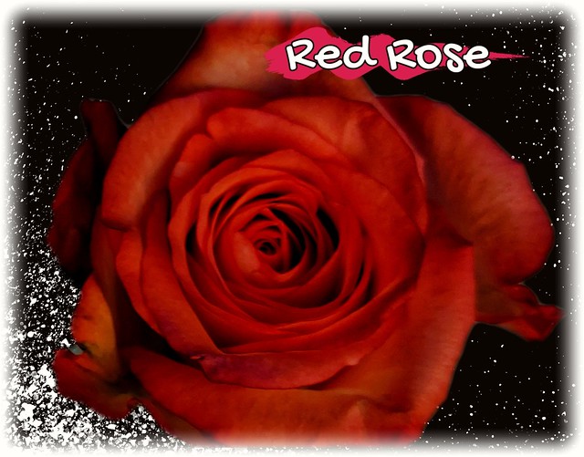 RED ROSE