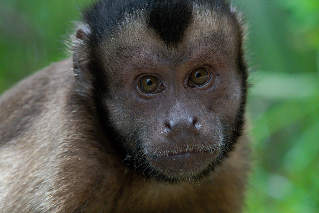 Portrait 2: Pin Monkey (Tufted capuchin) (Cebus apella): Isle Royale French Guiana