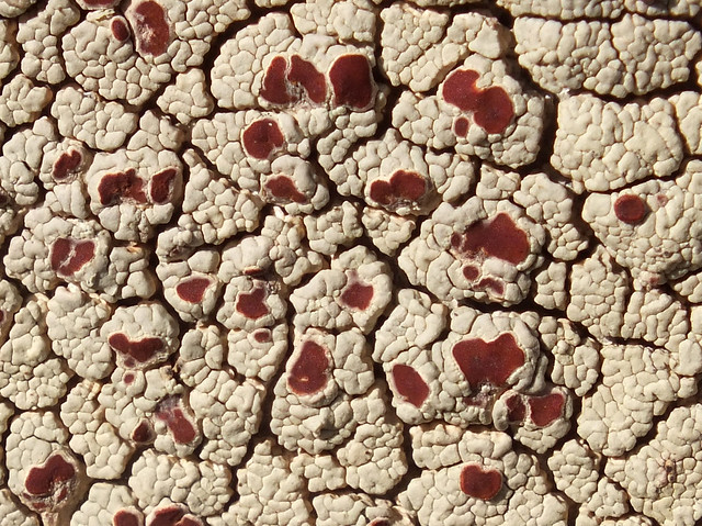 Lichen (Ophioparma ventosa)
