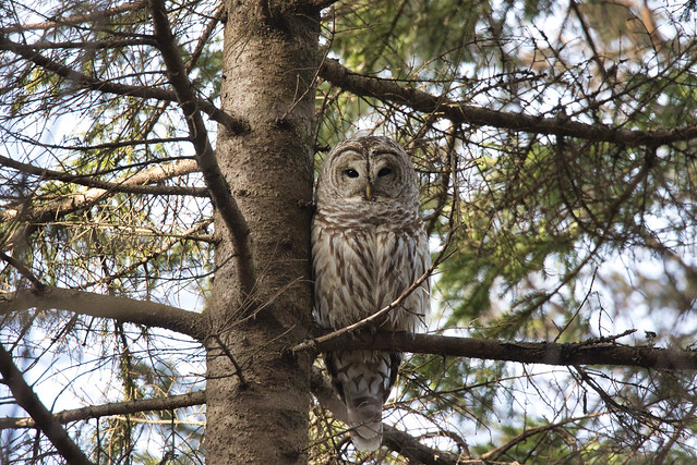 Barred Owl (Strix varia) along the trail, Oathill Lake Dartmouth Nova Scotia
