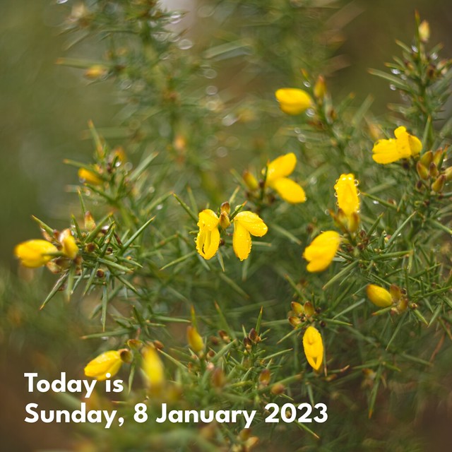 Today is Sunday, 8 January 2023