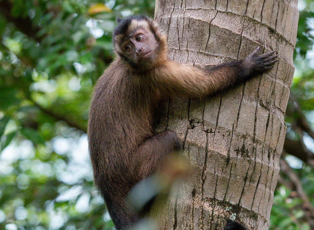 Climbing Tree: Pin Monkey (Tufted capuchin) (Cebus apella): Isle Royale French Guiana