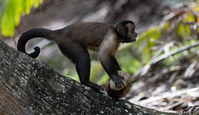 Pin Monkey (Tufted capuchin) (Cebus apella) with Coconut 2: Isle Royale French Guiana