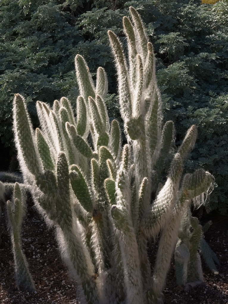 Cactus in the Exhibit Garden at Tucson Botanical Gardens, December 2022