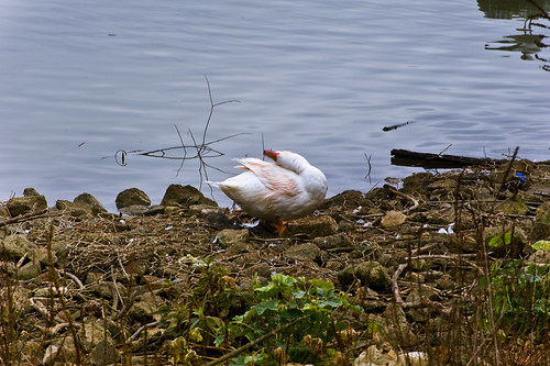 Lago del Giglio (anatra) | by Claudio Frizzoni