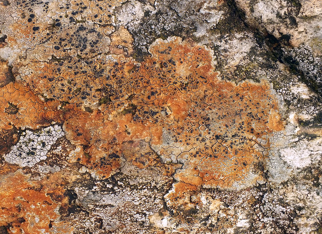 Lichen (Lecidea lithophila)