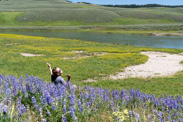 Funny, awkward photo of a woman in a field of lupine wildflowers, with arms up, taken in Yellowstone National Park