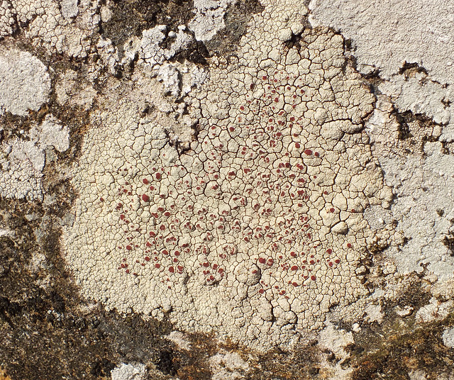 Lichen (Ophioparma ventosa)