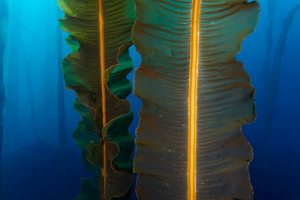 Dragon Kelp - Eualaria fistulosa