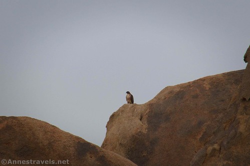 Cooper's Hawk up on the rocks of the Alabama Hills National Recreation Area, California
