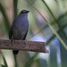 Flickr photo 'Gray Catbird (Dumetella carolinensis)' by: Mary Keim.