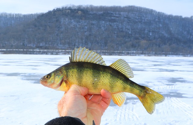 yellow perch ice fishing at Mississippi River, MN 854A2302