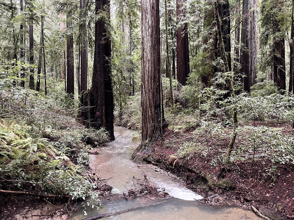 Fife Creek in Armstrong Redwood State Natural Reserve