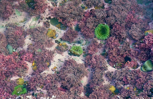 Red Algae, Green Sea Anemones