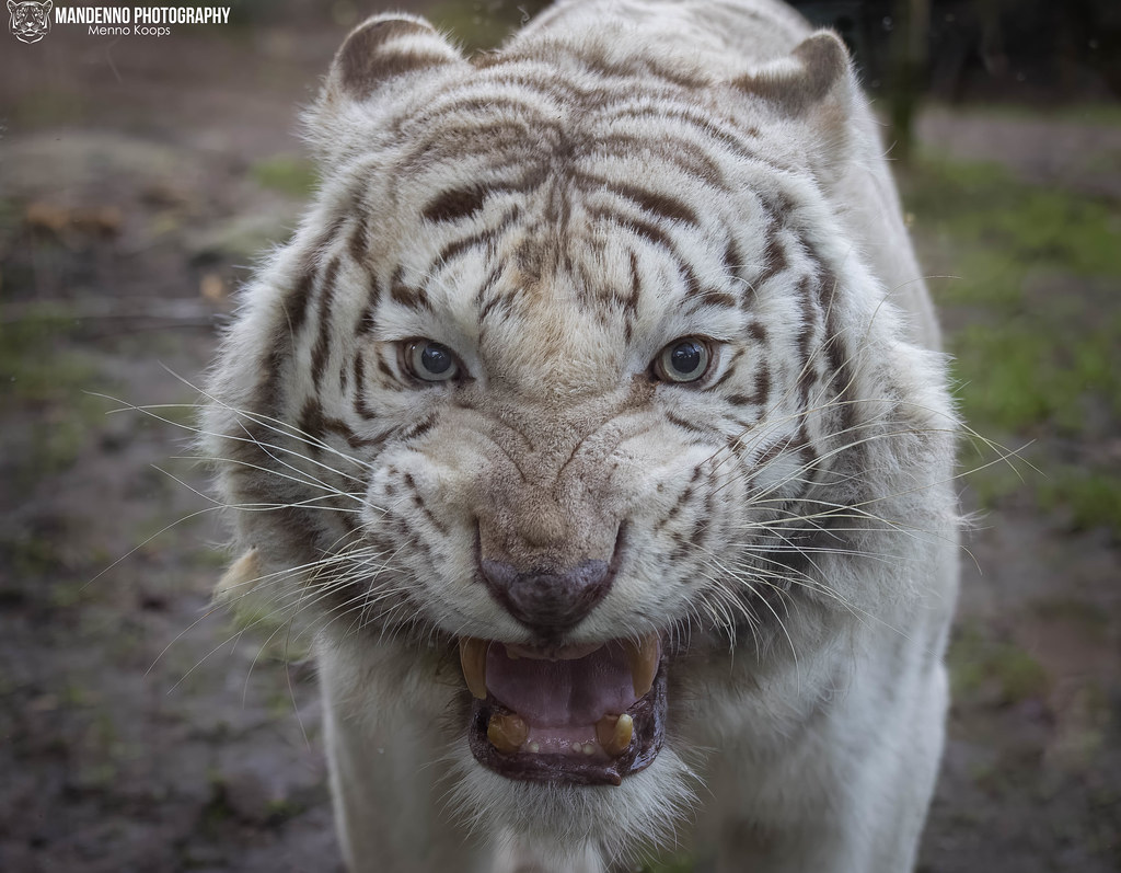 Bengal white tiger - Zoo Amneville