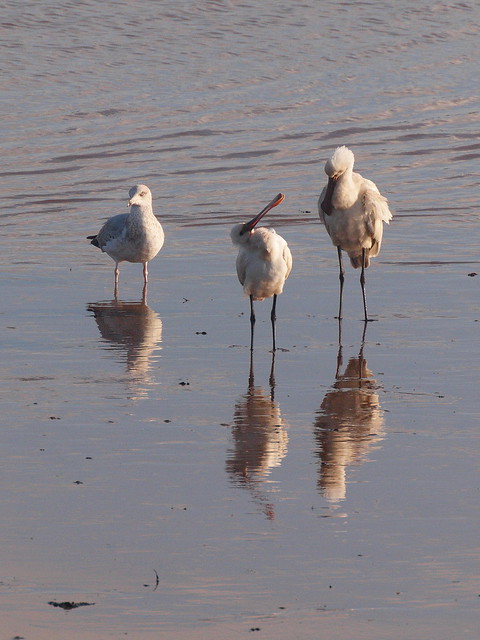 Spoonbills and an imposter