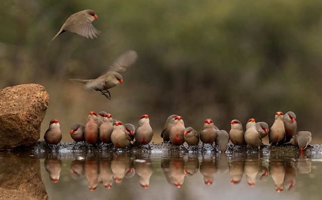 Two Common Waxbills Flying in to Join  a Crowd at the Water - Zimanga SB6