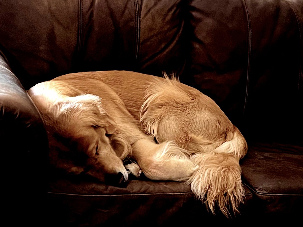 Bedtime Toby, fast asleep on the sofa. “We were wolves onc… Flickr