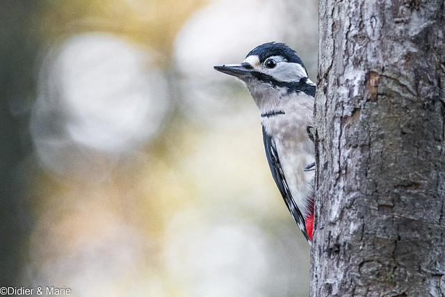 GREAT SPOTTED WOODPECKER - PIC EPEICHE
