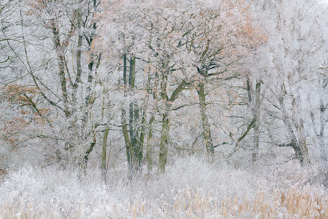 a soft, fluffy bed of grasses and rime …