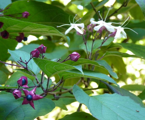 Clerodendrum trichotomum 52620940208_52b0510a3f_o