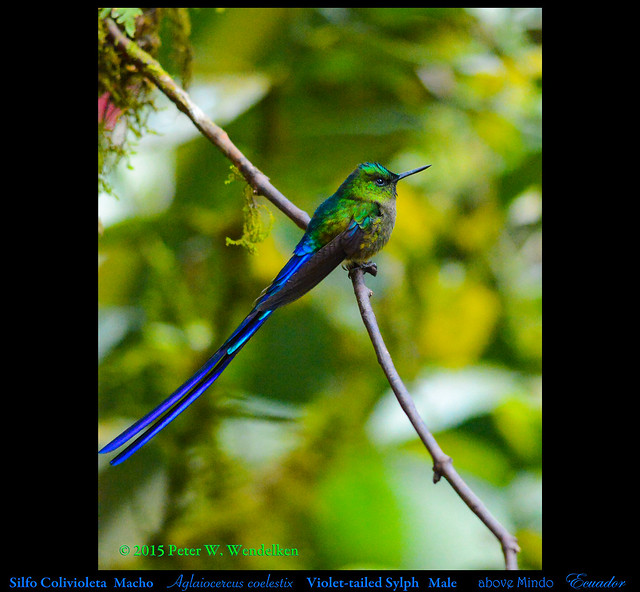 VIOLET-TAILED SYLPH MALE Aglaiocercus coelestis above Mindo in Northwestern ECUADOR. Hummingbird Photo by Peter Wendelken.
