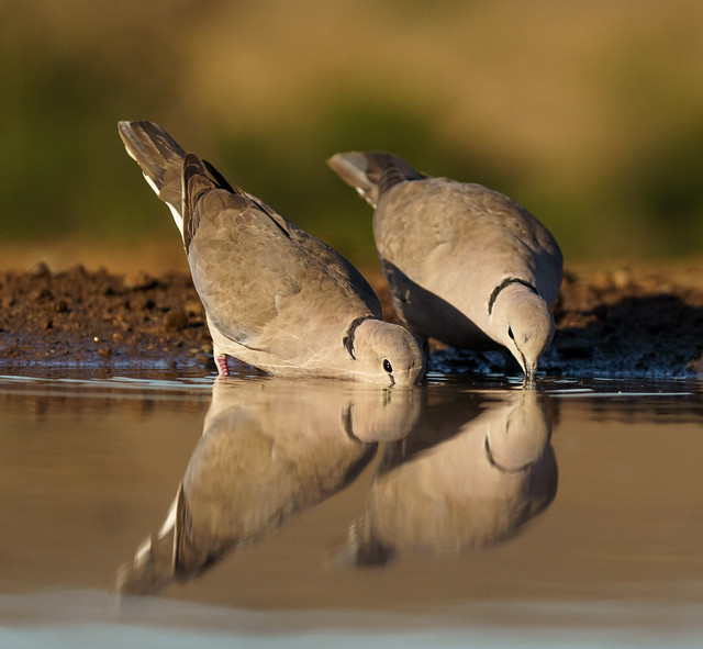 Two Eurasian Collared Doves Drinking - Zimanga SB 18
