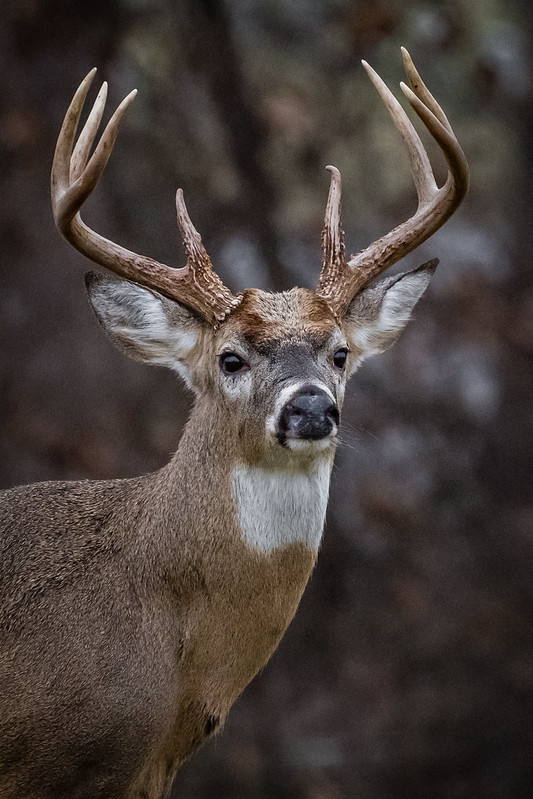 Eight Point Buck - close up profile