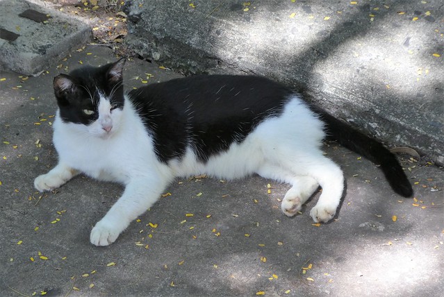 San Juan Feral Cat