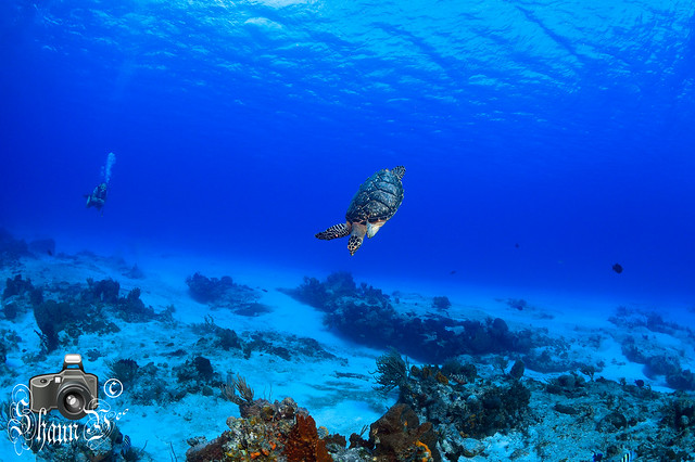 Turtle & Coral Reef