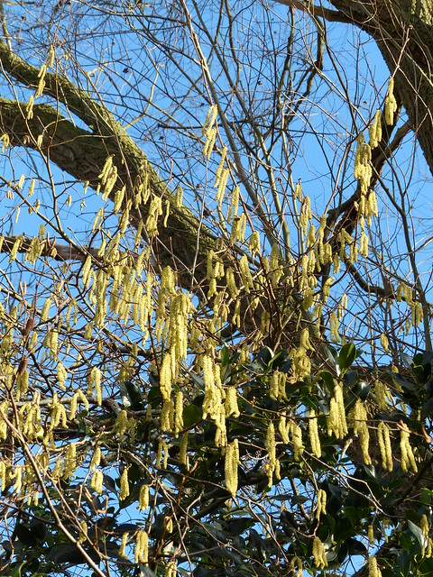 Catkins on January 6th!