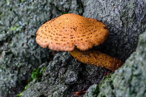 Frost-resistant fungi, shaggy scalycap, West Park