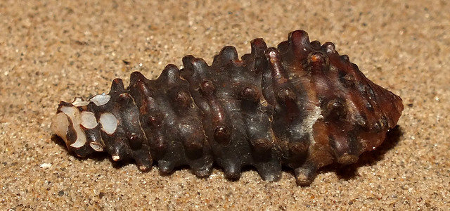 Freshwater snail (Pachymelania byronensis)