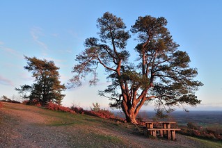 Scots Pine overlook of Ockley