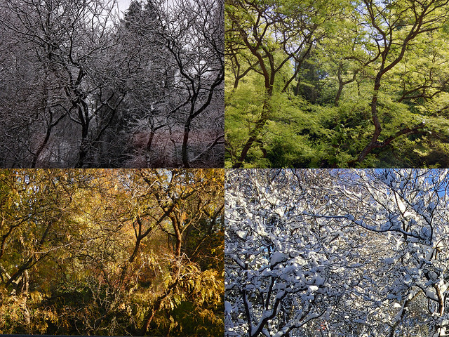 composite of trees in front of our deck during four different seasons