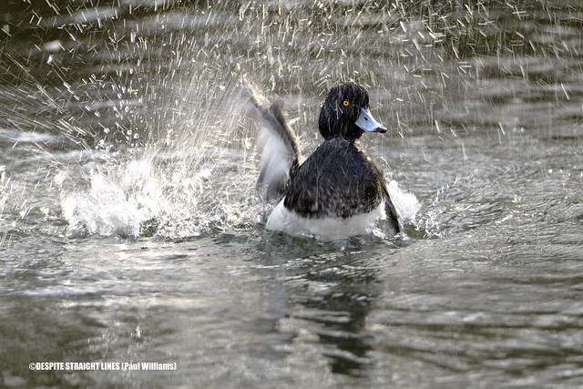 Bath time for a male Tufted duck (Aythya fuligula)  -  (Published by GETTY IMAGES)