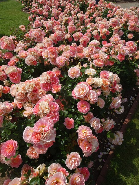 Werribee Park. Floriforous pink roses in the National Rose Gardens of Victoria.