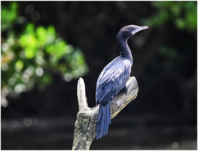 Cormorant bird