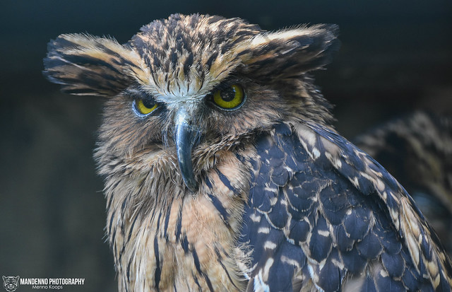 Buffy fisch owl - Weltvogelpark Walsrode